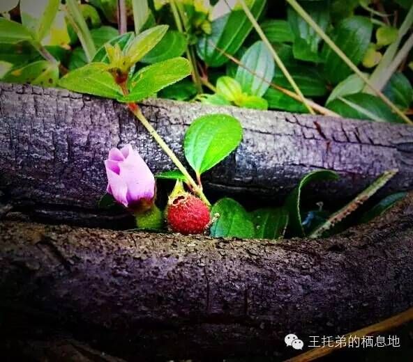 【黄丹/ 把酒换流年，红影伴檀烟】图3