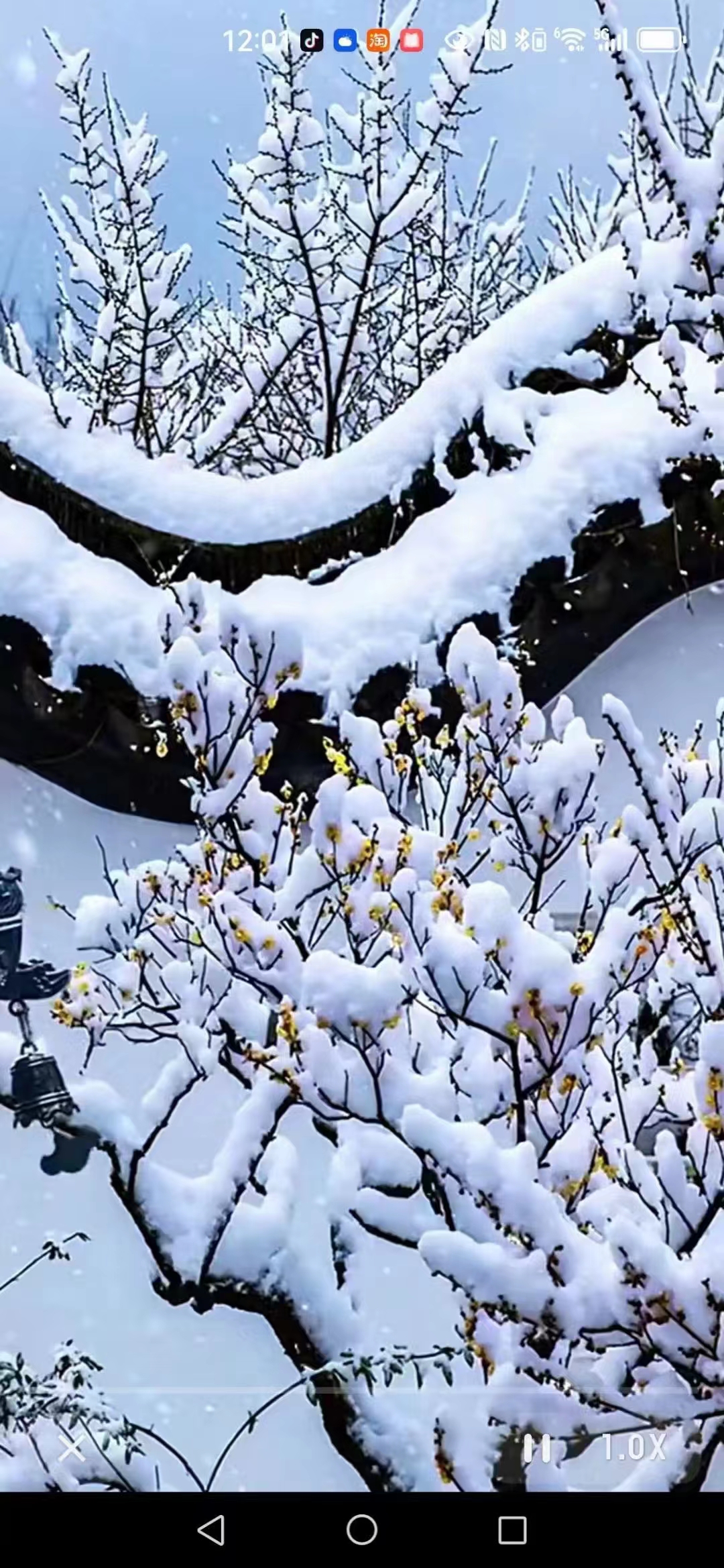 五绝  雪