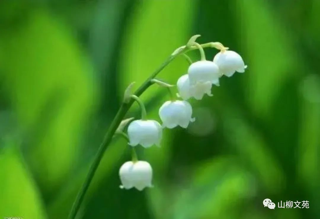 孟小语/白色的风铃草