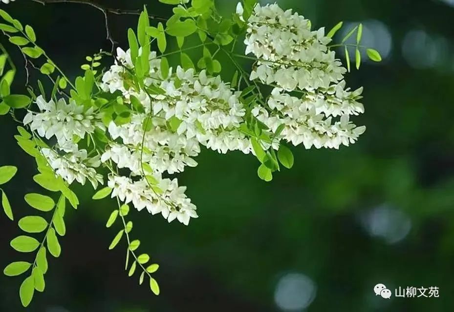 田丰华/春