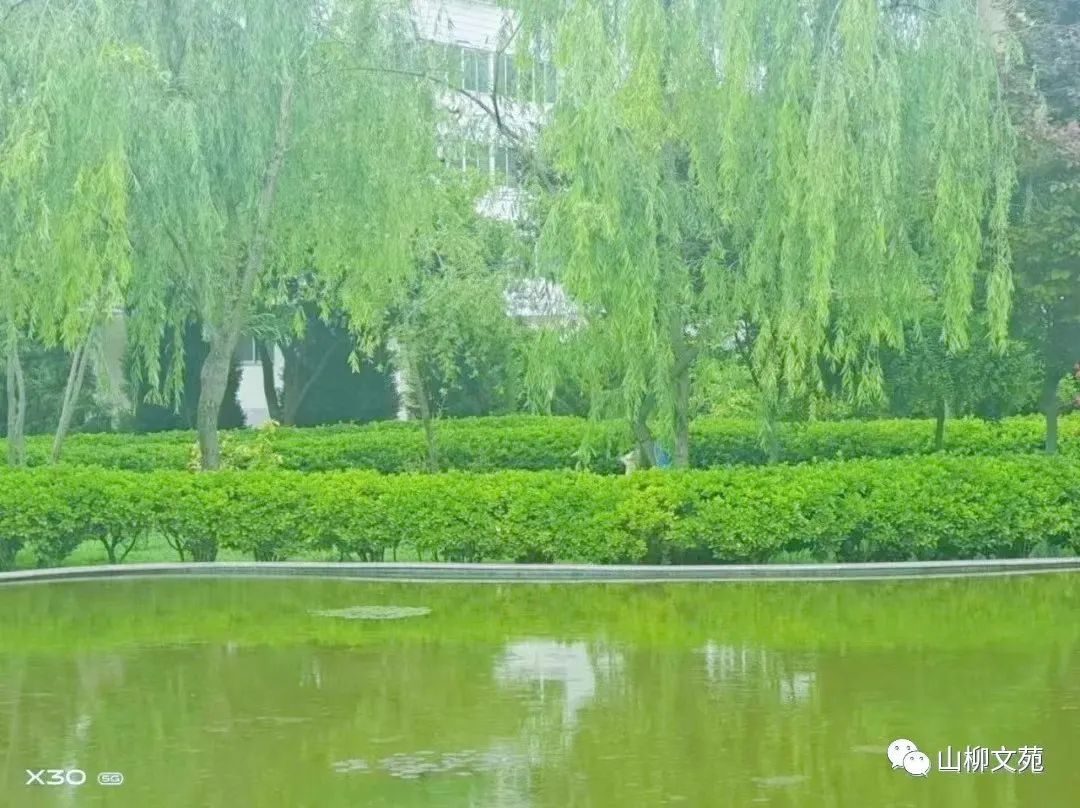 【山柳/四小的夏天】图4