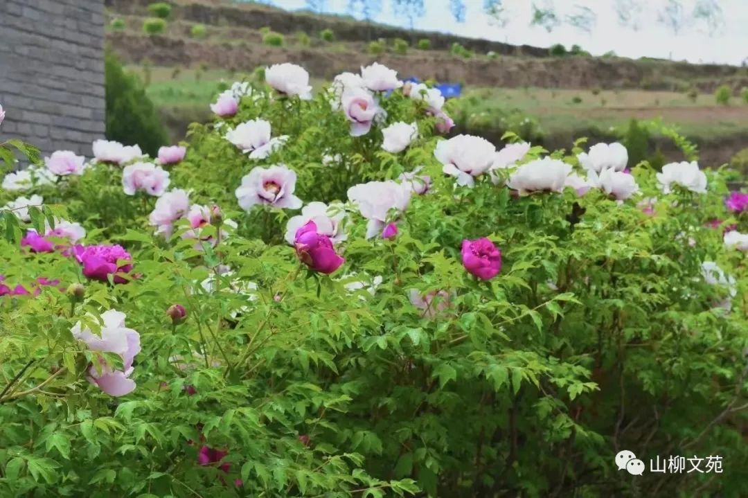 山柳/茆䒟苑
