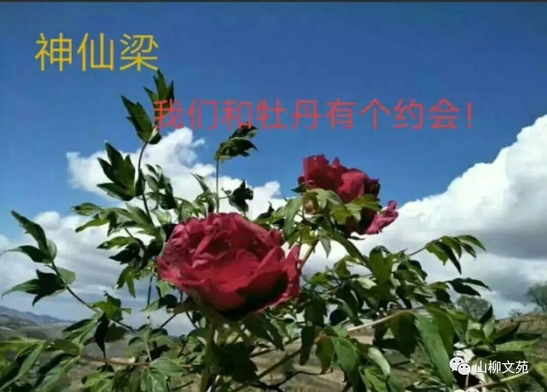 山柳/王铺茆䒟苑