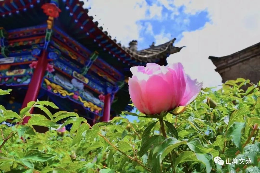 山柳/花约茆䒟苑
