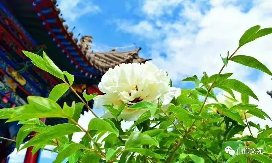 山柳/茆䒟苑