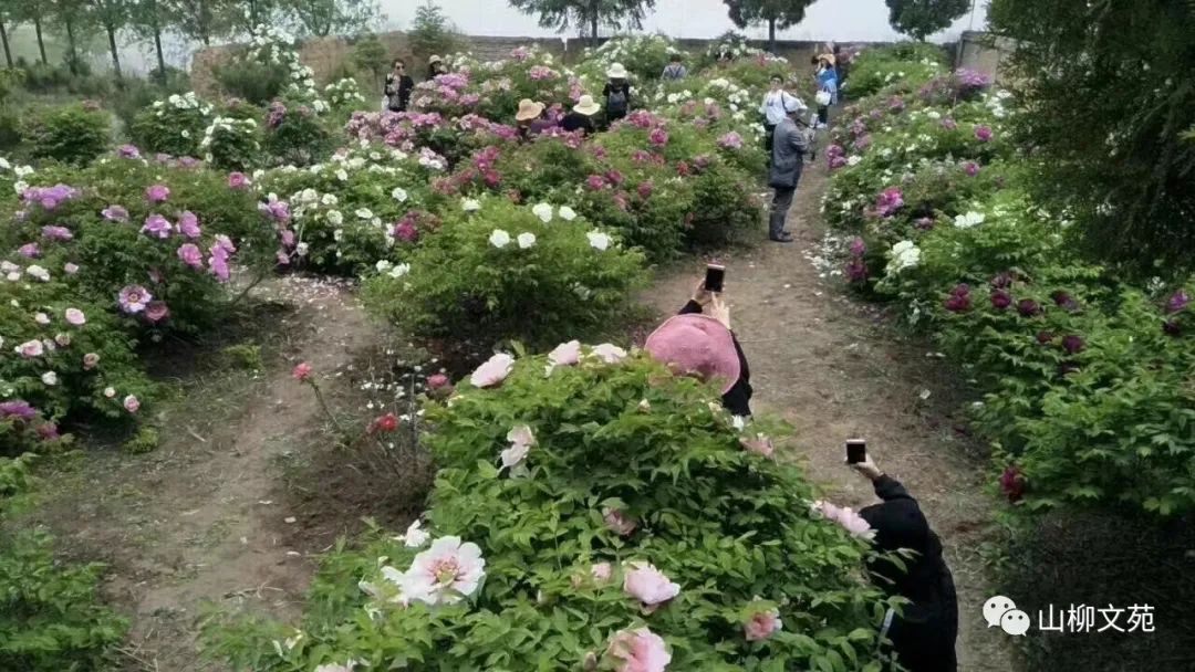 山柳/峁䒟苑看牡丹