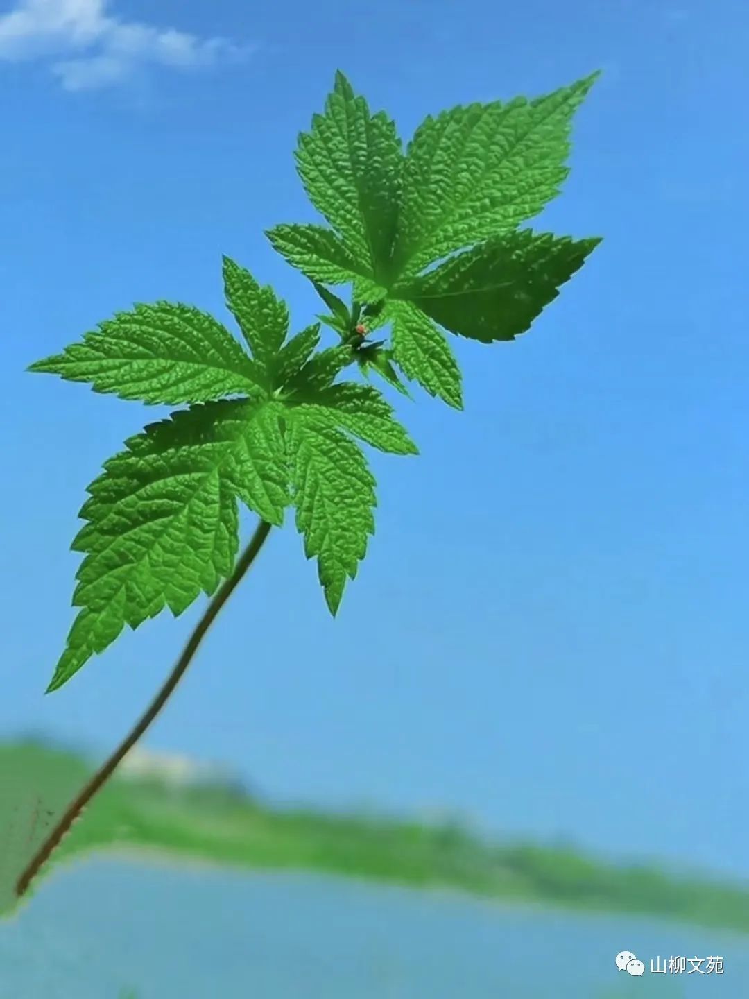 阿能/有缘总会相见