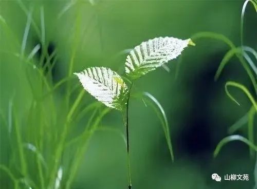 阿能/神奇的树叶