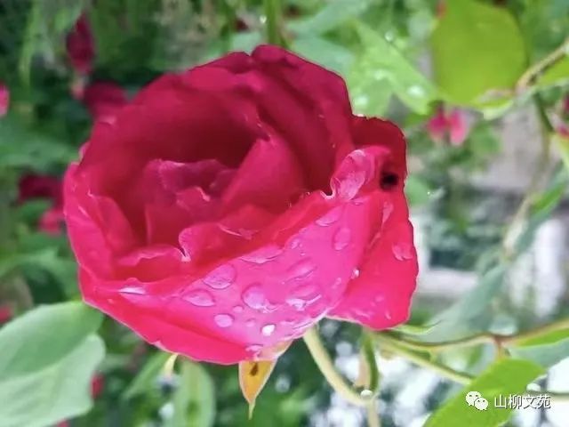 王丽娜/小书虫