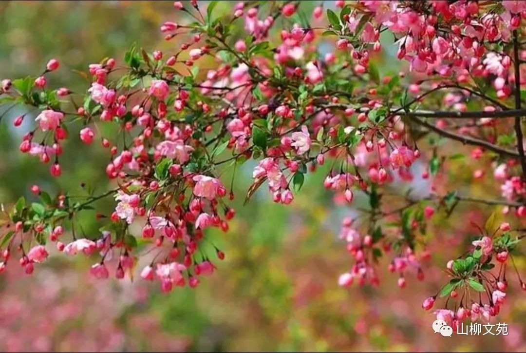 田禾/垂丝海棠