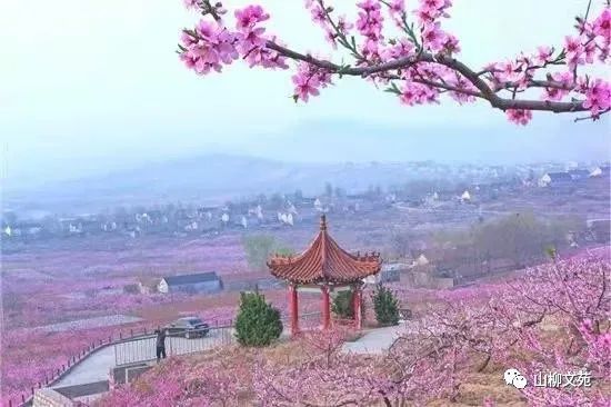 田禾/泉河岸边的桃花