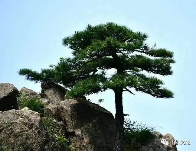 陈富进/劲松