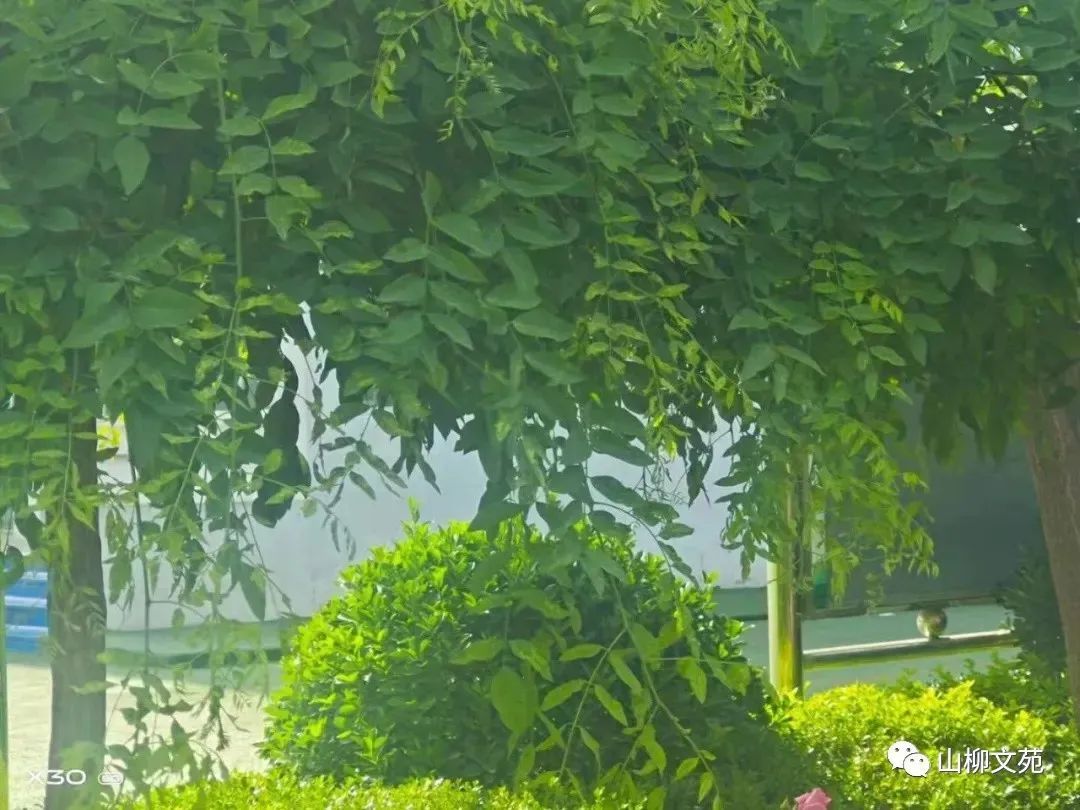 马肖洋/我的心愿