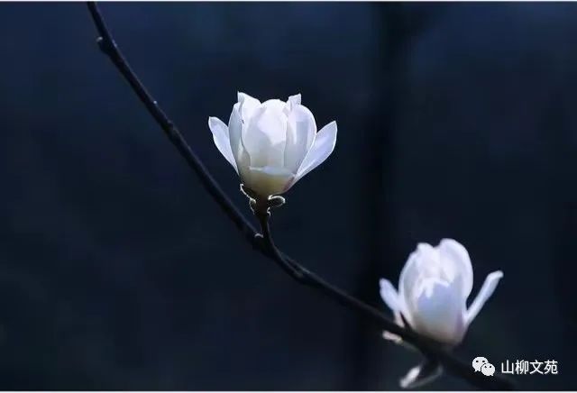 阿能/静等五月的初雨