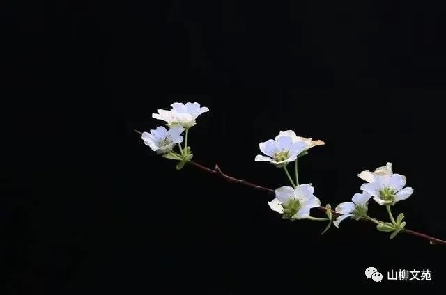 阿能/故乡的拂晓