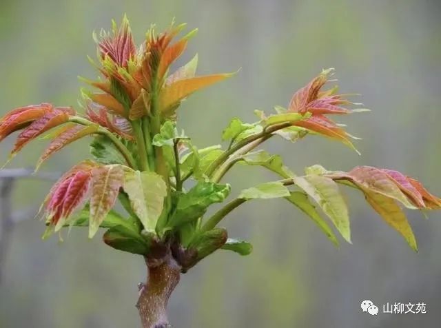 李伯兴/燃烧的火焰（组诗）