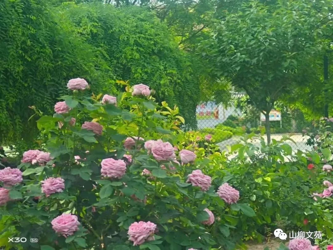 魏恬/怀念爷爷