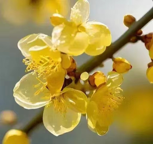 越调.小桃红/报春花下
