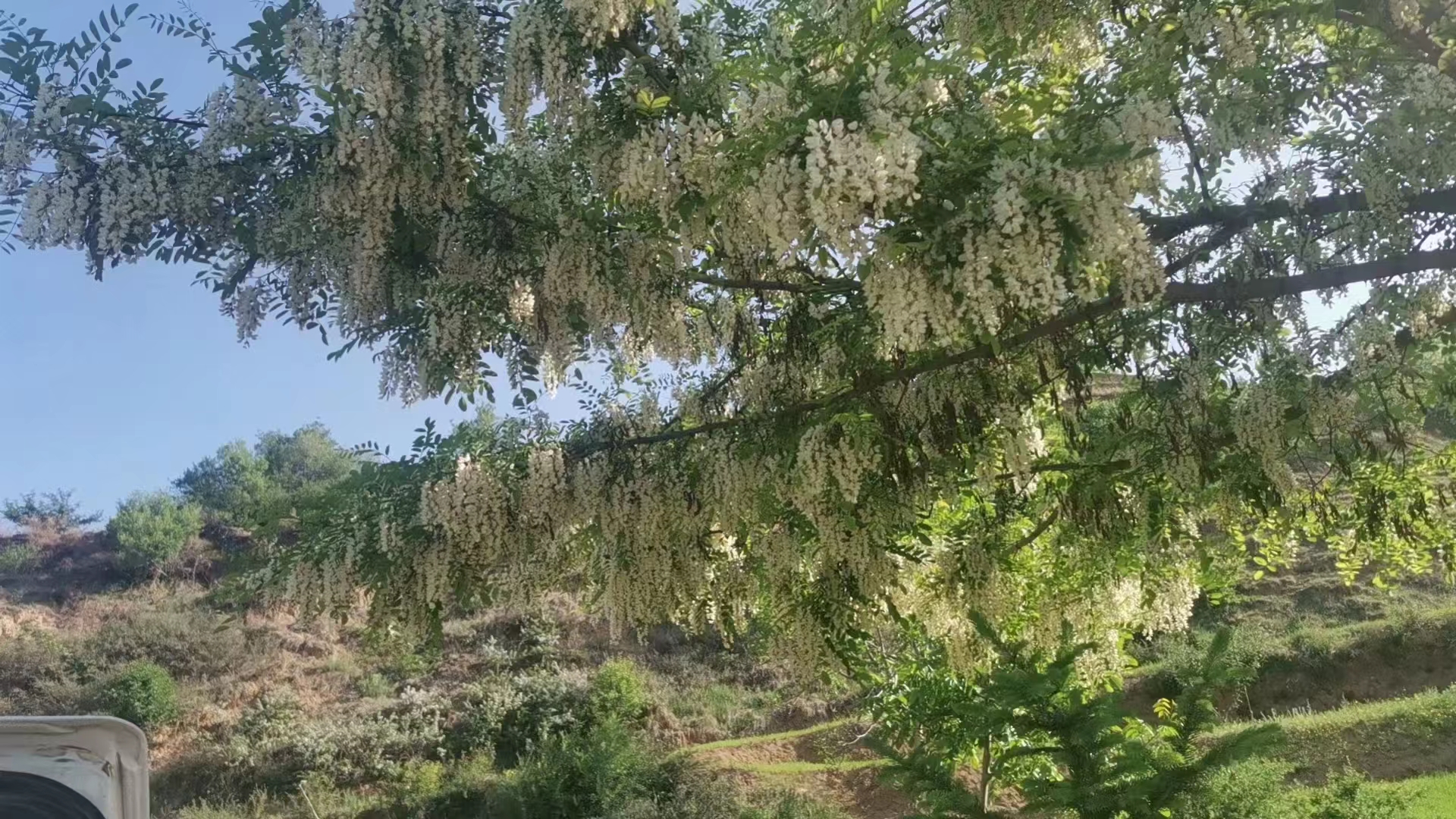 夏殇