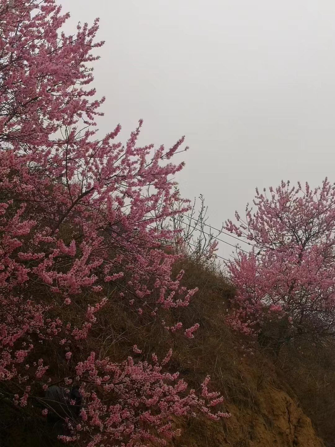 七绝.春日归乡