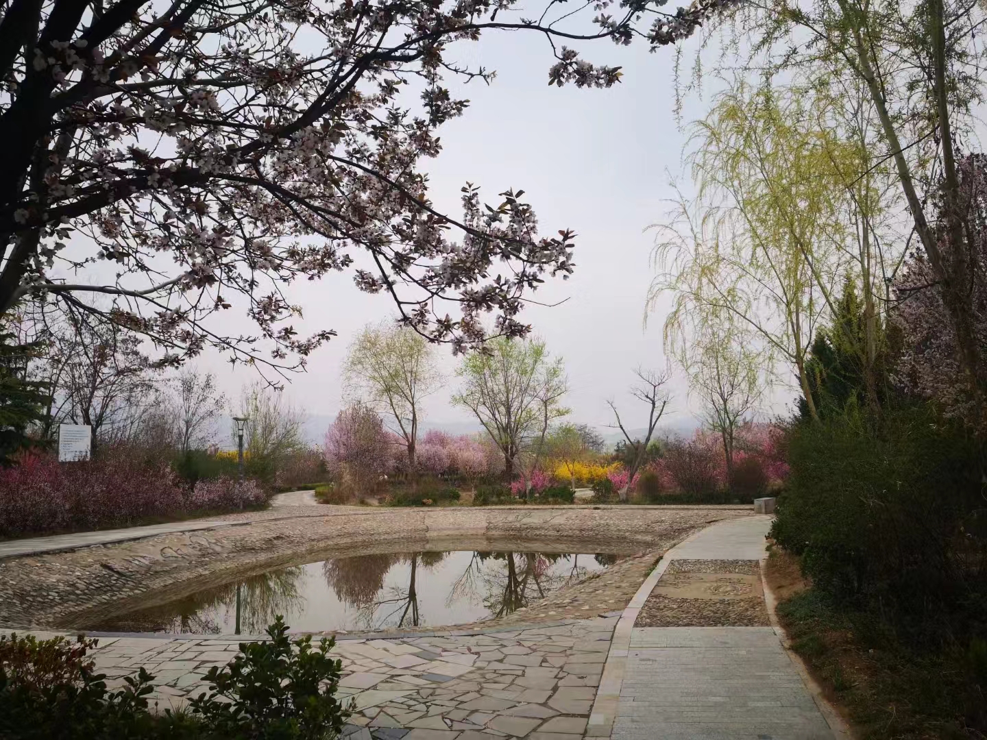 高阳台.秦安万亩蜜桃花正红