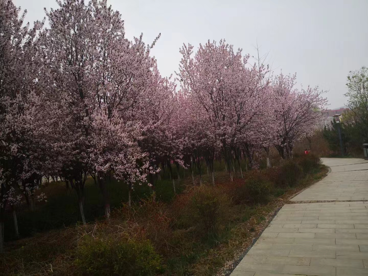 【越调.看花回】醉桃花