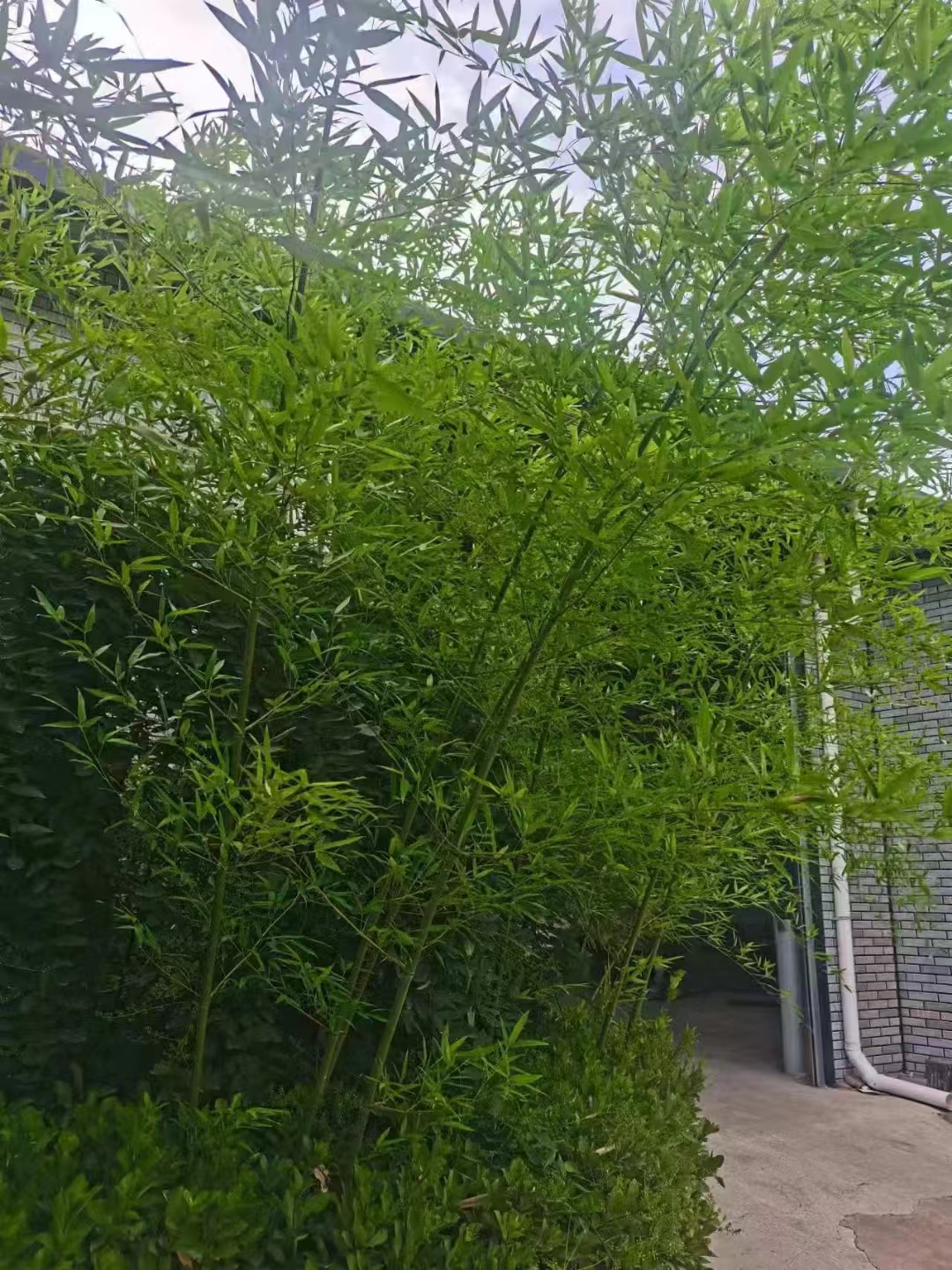 天门谣.成纪登南山