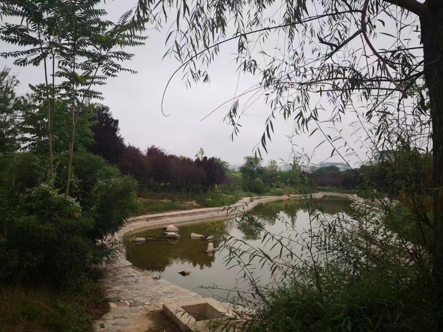 七律.雨后慢步