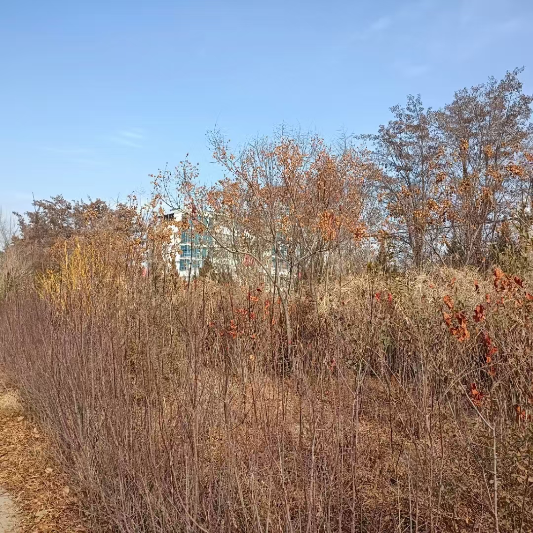 七绝 冬行