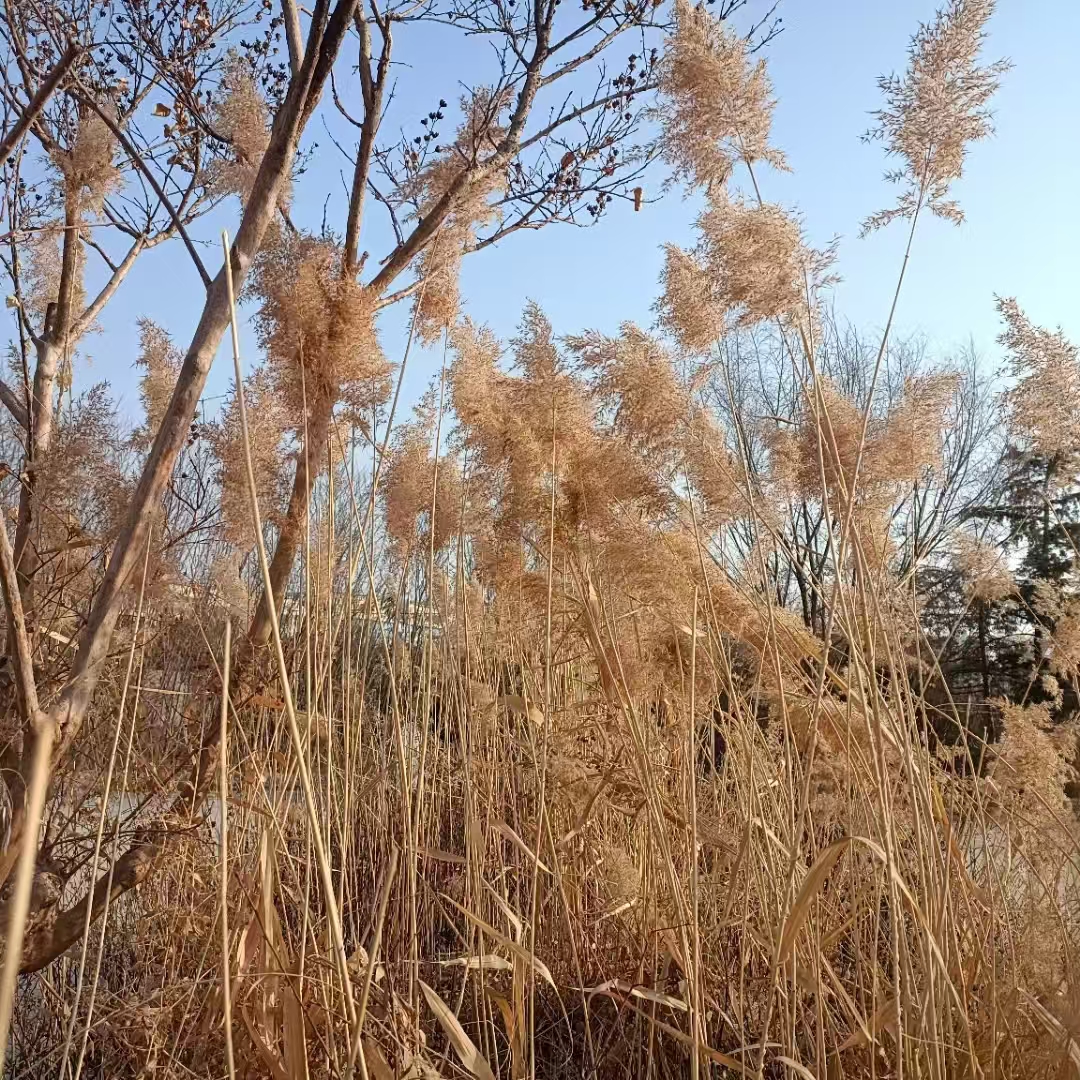 【秦安县葫芦河公园的冬景】图3