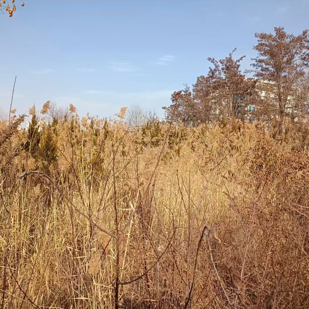【秦安县葫芦河公园的冬景】图2
