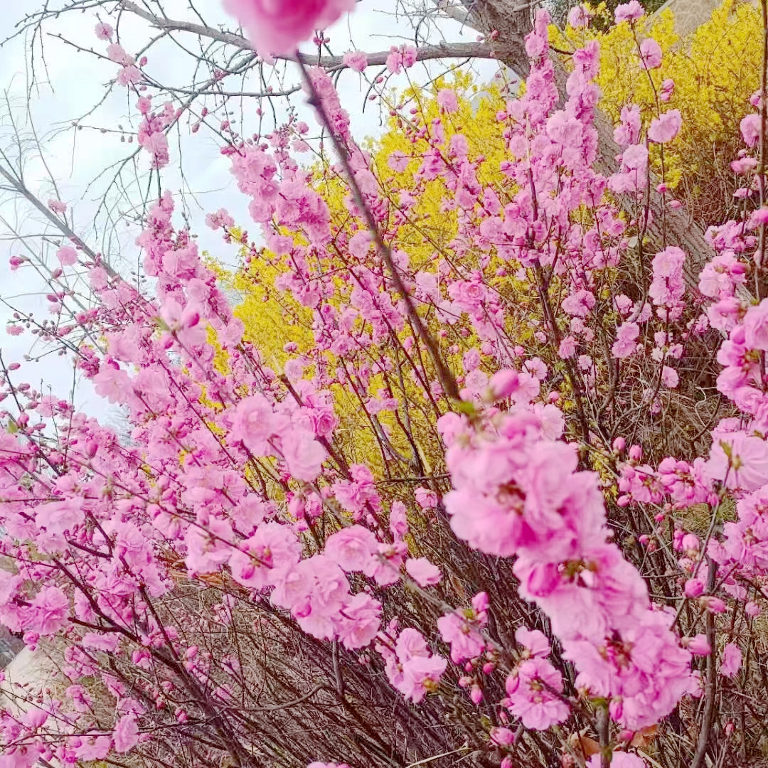 七绝/落红