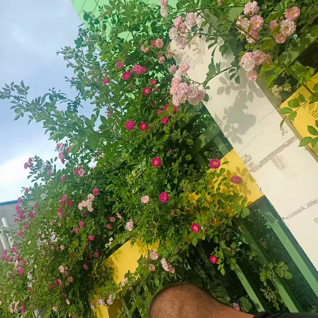 七律/自在歌